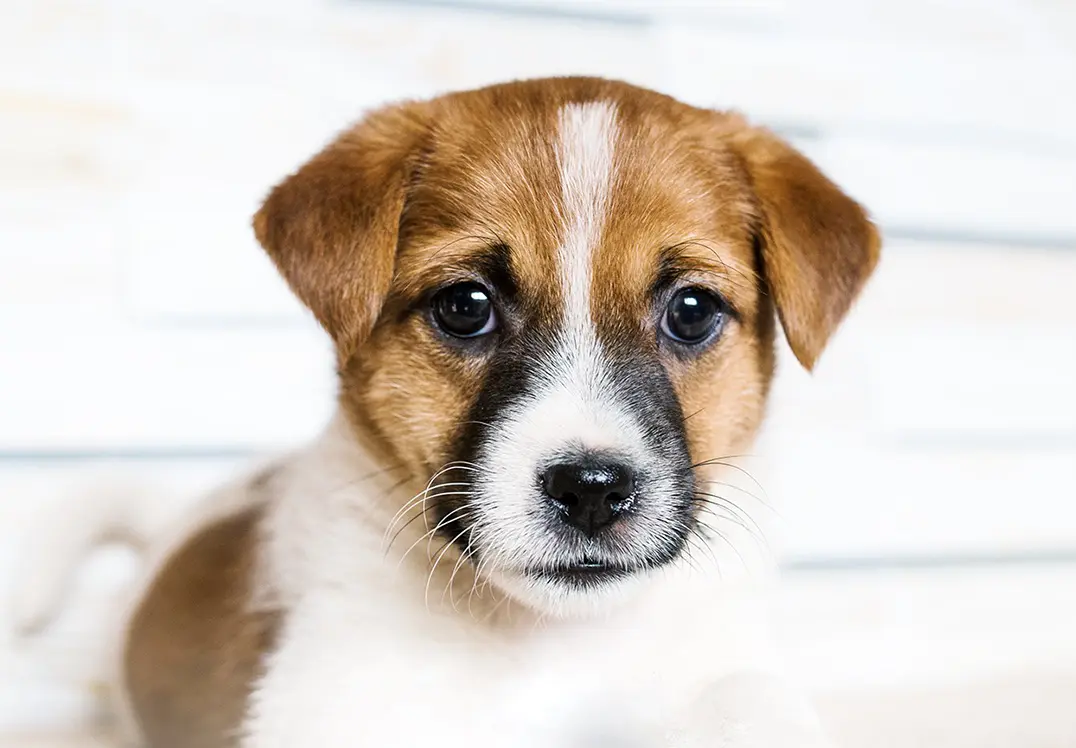 Equilibrio Dog About Us